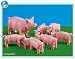 Playmobil Pig & 6 Piglets