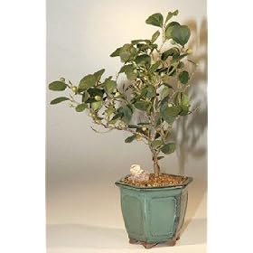 Bonsai Boy's Mistletoe Fig Bonsai Tree(ficus diversifolia)