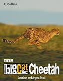 Big Cat Diary: Cheetah