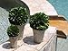 Preserved Boxwood Ball In Pot 3pc Set (4