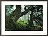 Ancient Fir Trees in Forest Scenic Framed Photographic Poster Print by Norbert Rosing, 29x21