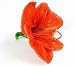 Red Amaryllis Bloom Isolated on the White - 18