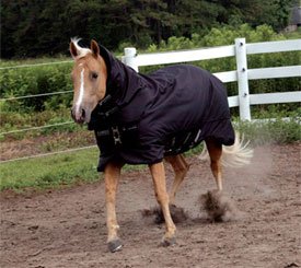 Rambo Quarter Horse Waterproof Blanket