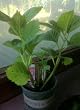 Merritt's Beauty Hydrangea -- 6 by 6 Inch Container by Monrovia Growers