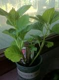 Merritt's Beauty, One Gallon Hydrangea by Monrovia Growers
