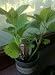 Merritt's Beauty, One Gallon Hydrangea by Monrovia Growers