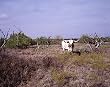 Texas Longhorn Photograph - Beautiful 16"x20" Photographic Print by Carol M. Highsmith