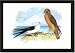 Framed Art Poster 20x30, Swallow-Tailed Kite and Marsh Hawk