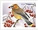 Songbirds in Snow Forever First Class Postage Stamps (20 Stamps) - United States Postal Service