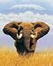 Elephant (Ears Open) Art Poster Print - 16