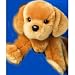 Orabel Golden Retriever Puppy