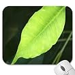 Mousepad - 9.25" x 7.75" Designer Mouse Pads - Flowers/Floral (MPFL-120)