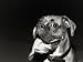 Bulldog Portrait Animals Photographic Poster Print by Aflo, 12x9