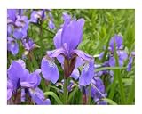 Siberian Iris in Field Photographic Poster Print by B J Anderson, 8x10
