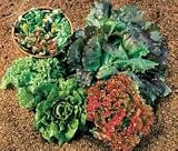 Lettuce Seeds - Lettuce Summer Glory Blend