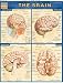 Brain, Laminated Guide