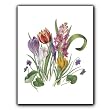 Crocus Bouquet - Gift Enclosure Cards (set of 12)