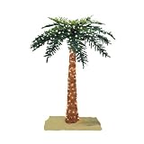 Royal Palm Tree - 6