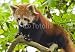 Wallmonkeys Peel and Stick Wall Decals - Red Pandas Live in the Himalayas and Southwest of China - Removable Graphic