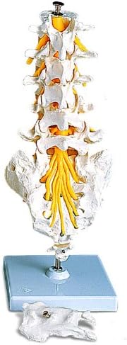AWW A74 Lumbar Spinal Column