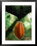Cocoa Pod Growing on Tree, Grenada Cuisine Framed Art Poster Print by Margie Politzer, 25x31
