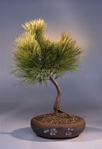 Bonsai Boy's White Pine Bonsai Tree<br><i>(pinus strobus 'stoneybrook')</i>