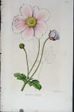 Anemone Elegans Antique Botanical Print C1875
