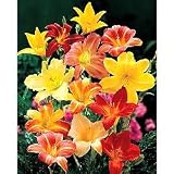 Daylily Seeds - Daylily Park's Economy Mix Seeds