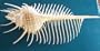 Murex Pectin Venus Comb Seashell Shell