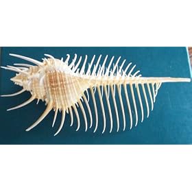 Murex Pectin Venus Comb Seashell Shell