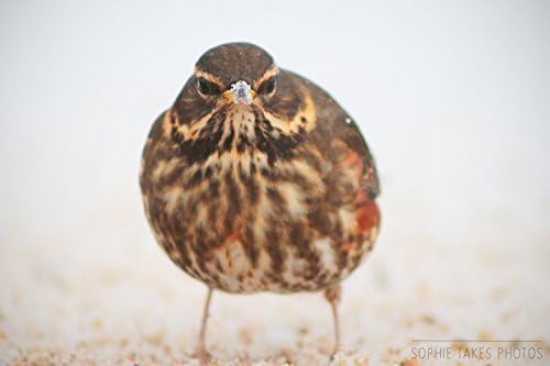 Animal Photography - 'Chilly' - Bird In Snow Fine Art Nature Print by Sophie Takes Photos