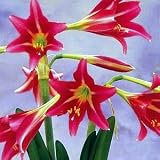 Pink Floyd Trumpet Amaryllis Bulb - Comfortably Numb!