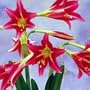 Pink Floyd Trumpet Amaryllis Bulb - Comfortably Numb!