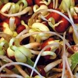 Thompson & Morgan Chinese Red Beans **Healthy Eating in 3-6 Days**