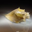 Treg Silkwood Large Shell Sculpture