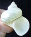 Pearl Turbo Silver Mouth Seashell Hermit Crab Shell