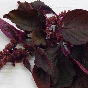 Amaranth Seeds, All Red Leaf 300 Organic Seeds by Seeds and Things Amaranth Seeds, All Red Leaf 300 Organic Seeds by Seeds and Things