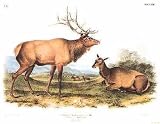 American Elk Wapati Deer Poster Print