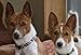 Collected Kona: Brief Takes on a Basenji