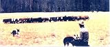 Lead Dogs An Introductory Stockdog Training Tape for Today's Cattle Rancher