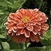 Salmon Rose Zinnia - 25 Seeds