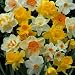 Mixed Narcissus - 30pc w/ 25 Bonus Alliums