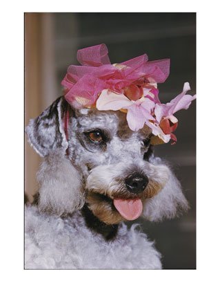 Dog Sporting a Flowered Hat, Poodle Photographic Poster Print by B. Stewart, 24x32