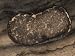 Truffle Mushroom (Terfezia), North America Photographic Poster Print by Rob & Ann Simpson, 30x40
