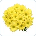 Chrysanthemums