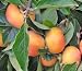 JIRO FUYU PERSIMMON JAPANESE FRUIT TREE GRAFTED NO SHIPPING TO CA, AZ, AK, HI, OR or WA PER YOUR STATE LAWS