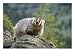 American Badger on Rock Animals Photographic Poster Print by Norbert Rosing, 16x12