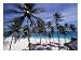 Palm Trees on St. Philip, Barbados, Caribbean Photographic Print by Stuart Westmoreland, 24