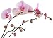 Pink Orchid - 24