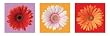 Daisies - Mini Art Door Poster (3 Daisies) (Size: 36" x 12")